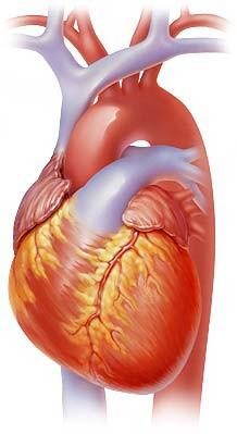 cardio-vasculaire
